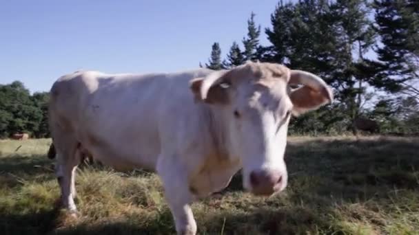 Krávy Pasoucí Španělském Venkově — Stock video