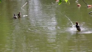 Avrasya Wigeon 'u, aynı zamanda kendini gölde temizleyen geniş güvercin olarak da bilinir.