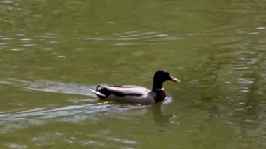 Avrasya Wigeon 'u, aynı zamanda kendini gölde temizleyen geniş güvercin olarak da bilinir.
