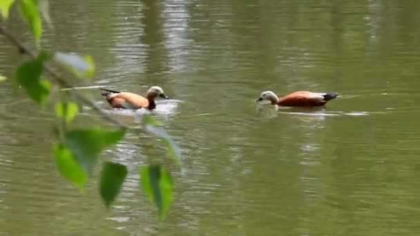 유라시아 비둘기 호수에서 스스로 청소하는 알려져 — 비디오