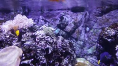 Akvaryumdaki Güzel Balık