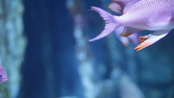 Prachtige Vissen Het Aquarium — Stockvideo
