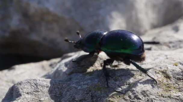 Escarabajo Roca — Vídeo de stock