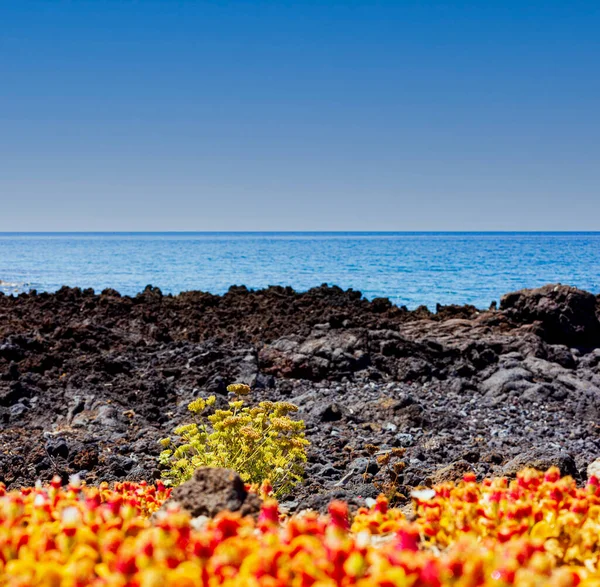 Linosaの横にある溶岩岩の中で成長している風光明媚な野の花のビュー シチリア — ストック写真