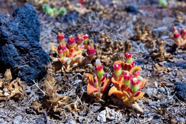 Buz fabrikasını kapatın. Mesembryanthemum kristal çiçekleri. Büyük, parlak idrar kesesi hücreleri veya su kabuklarıyla kaplı, sıradan buz bitkisi, kristal buz bitkisi ya da buz bitkisi isimlerine yansıyan bir bitkidir.