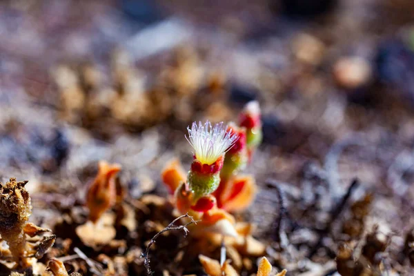 Gros Plan Sur Ice Plant Mesembryanthemum Crystallinum Flowers Est Une — Photo