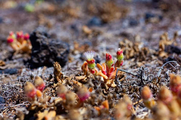 Close Mesembryanthemum Crystallinum Flores Uma Planta Suculenta Prostrada Coberta Por — Fotografia de Stock