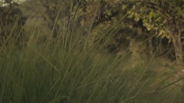 Лопаті Трави Спираються Вітер Заході Сонця — стокове відео