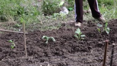 Çiftçi bahçesinin toprağını ekiyor.