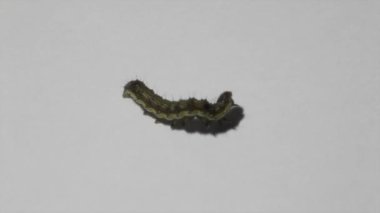 Beyaz arkaplanda solucanın görüntüsü