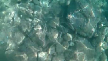 Sarpa salpası (İngilizce: 