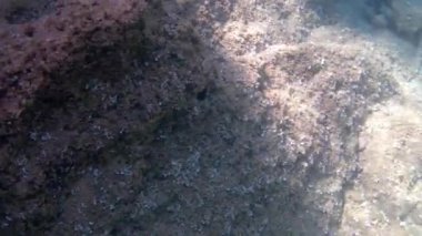 Adriyatik Denizi 'nde yaygın iki şeritli deniz maymunu Diplodus vulgaris' in görüntüsü. Sparidae familyasından bir deniz kabuğu türüdür..