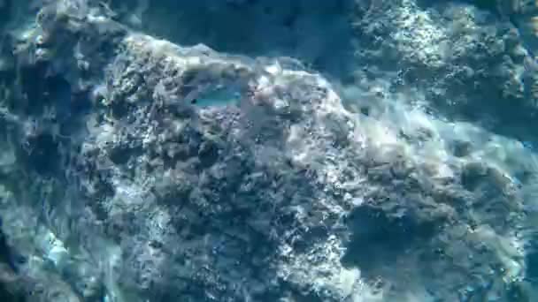 Вид Оседлый Морской Поток Oblada Melanura Называемый Седлом Леща Oblade — стоковое видео
