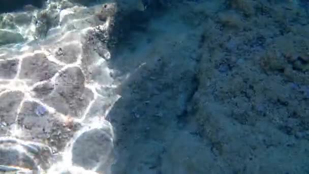 Вид Диплод Род Рыб Семейства Sparidae Адриатическом Море — стоковое видео