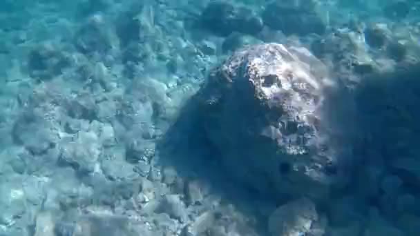 Seabreamストック動画 ロイヤリティフリーseabream動画 Depositphotos Seabreamストック動画 ロイヤリティフリーseabream動画 Depositphotos