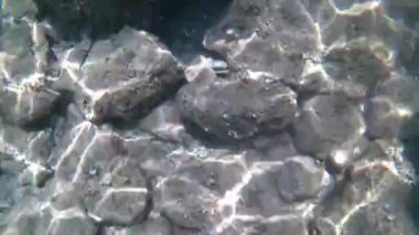 Adriyatik denizinde şnorkelle yüzmek