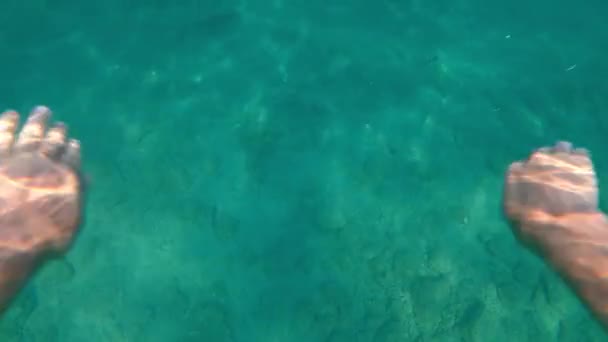 Вид Багато Риб Які Називаються Великомасштабними Пісками Atherina Boyeri Видом — стокове відео
