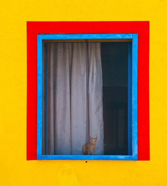 Gatto Seduto Dietro Finestra Una Casa Colorata Dipinta Con Colori — Foto Stock
