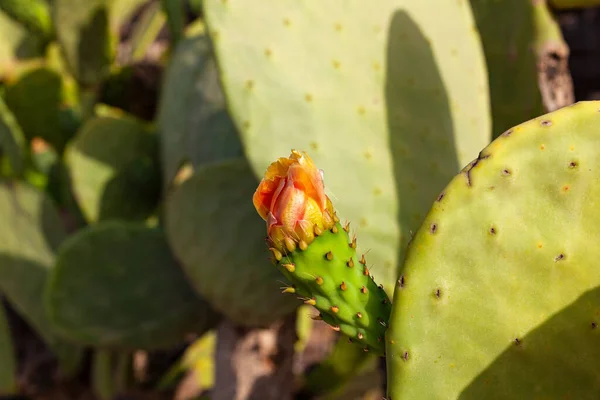 Close Van Stekelige Peer Bloem Bloeien — Stockfoto