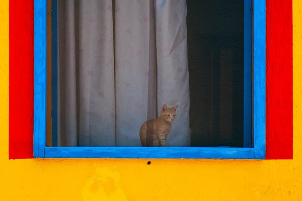 Chat Assis Derrière Fenêtre Une Maison Colorée Peinte Avec Des — Photo