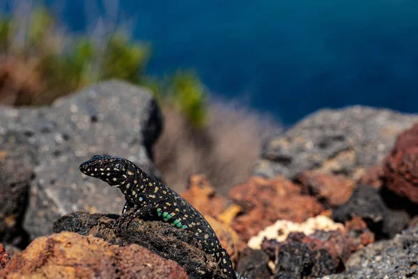 Close up of the filfola lizard or Maltese wall lizard on the lava stone of Linosa, Pelagie island. Sicily
