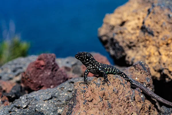 Gros Plan Lézard Filfola Lézard Mural Maltais Sur Pierre Lave — Photo