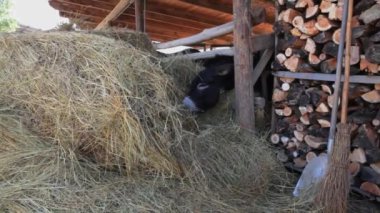 Çitin arkasındaki eşek çiftlikte saman yiyor.