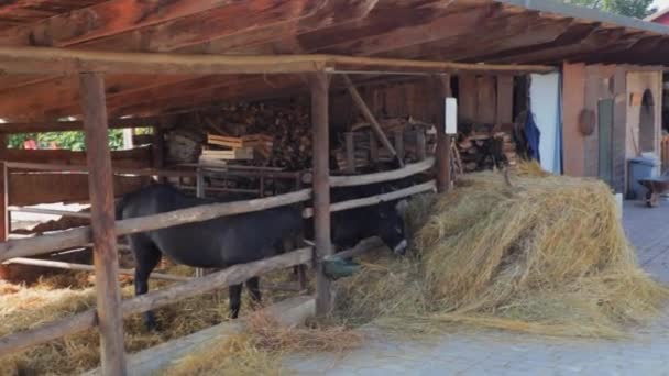울타리 뒤에서 농장에서 건초를 당나귀 — 비디오
