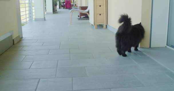 Schwarze Katze Reibt Sich Der Wand Ihr Revier Markieren — Stockvideo