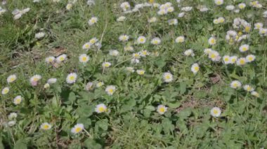 Bahar mevsiminde beyaz papatya tarlası