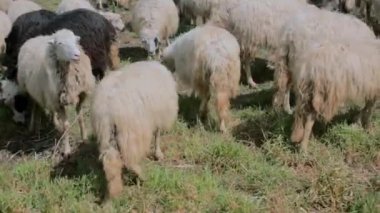 Koyun sürüsü otluyor, çayırda yürüyor.