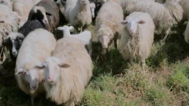 Koyun sürüsü otluyor, çayırda yürüyor.