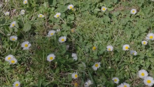 White Daisy Field Musim Semi — Stok Video