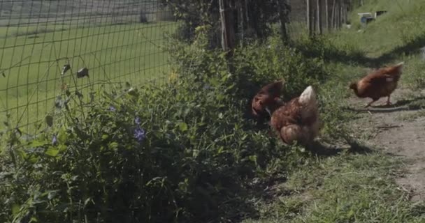 Hühner Fressen Getreide Auf Freilandfarm Mit Grünem Gras Hühner Auf — Stockvideo
