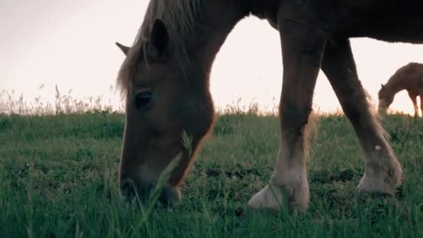 Άλογο Βόσκησης Στο Λιβάδι Κατά Ηλιοβασίλεμα Στην Ύπαιθρο Της Ιταλίας — Αρχείο Βίντεο