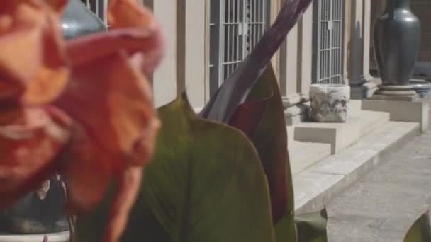 Вид Растения Оранжевыми Цветами Дворе Музея Стибберта Флоренции Италия — стоковое видео