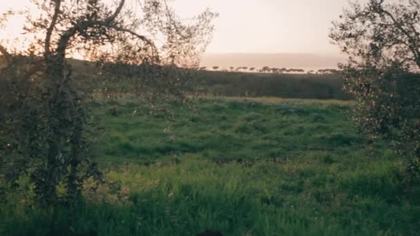 Plantation Artichauts Près Serre Coucher Soleil — Video