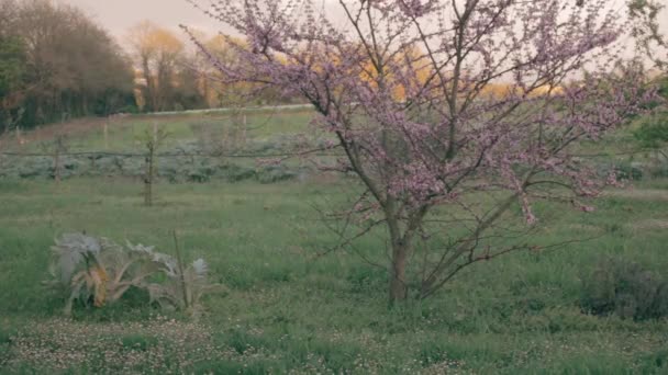 Veduta Dei Ciliegi Fiore Azienda — Video Stock