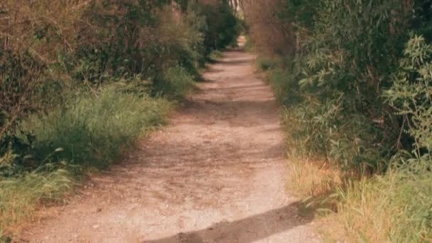 Weg Mit Latschenkiefern Der Landschaft Von Rom — Stockvideo