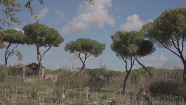 Pohled Městské Alokace Římě Kde Občané Provozování Městského Zahradnictví Pěstování — Stock video