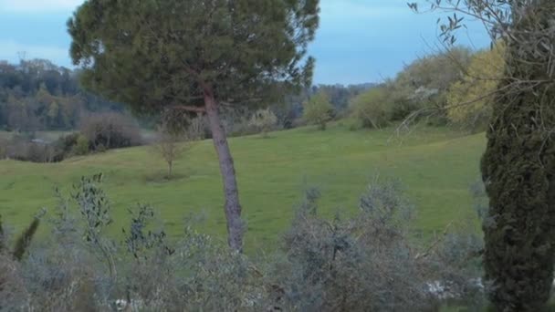 ローマの田舎の澄んだ空に海の松の森の景色 — ストック動画