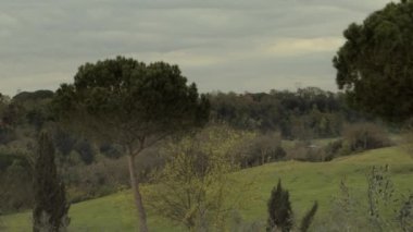 Roma kırsalında açık gökyüzünde deniz çam koruluğu manzarası