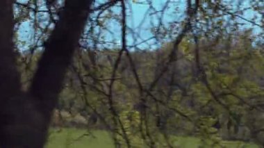 Yaz mevsiminde Roma kırsalındaki ağaçların manzarası