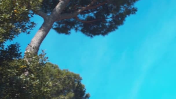 Pohled Borovicový Háj Čisté Obloze Římě — Stock video