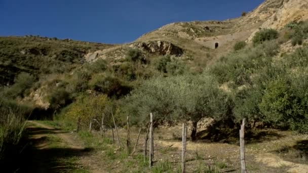 Вид Многовековую Оливковую Рощу Сельской Местности Сицилии — стоковое видео