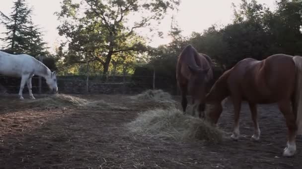 美丽的白马和棕色的马在马场的畜栏里吃草 — 图库视频影像