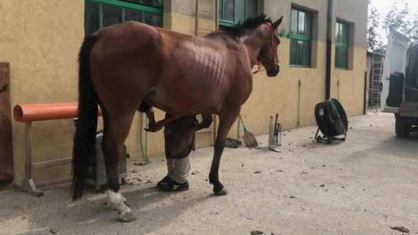 Padriciano Włochy Wrzesień Farrier Podkowa Konia Przybijając Podkowę Kopyta Września — Wideo stockowe