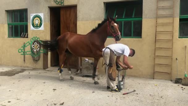 パドリチャーノ イタリア マスターピンカーを使用してフェアレーは 成長した爪を削除します 2019年9月18日に動物用の蹄鉄を作る前に 馬の足でそれをきれいにするために農民が働いています — ストック動画