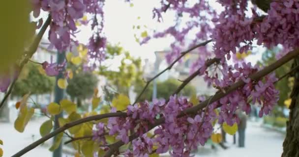 Vista Las Flores Del Árbol Cercis Siliquastrum Llamado Árbol Judas — Vídeos de Stock