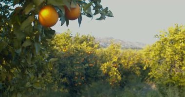 Sicilya Citrus Korusu 'ndaki portakallar. Ağaç dallarında sallanan meyve portakalları..